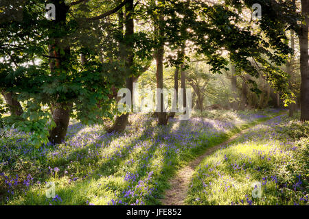 Magische Waldweg Glockenblume mit Licht des frühen Morgens Sonnenaufgang durchdringend Frühjahr Bäume und Blätter. Stockfoto