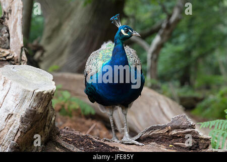 Pfau - männlich auf Baumstamm Stockfoto