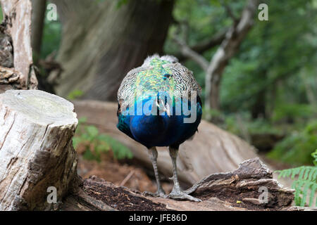 Pfau - männlich auf Baumstamm Stockfoto