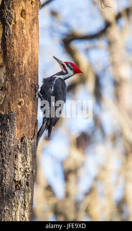 Helmspecht mit einem roten Kopf posiert auf einem abgestorbenen Baum. Stockfoto