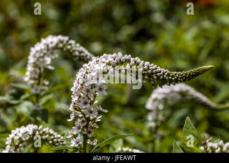 Lysimachia clethroides Stockfoto