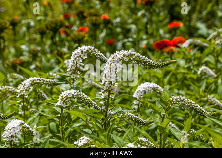 Lysimachia Clethroides, Lychnis Chalcedonica Hintergrund Stockfoto