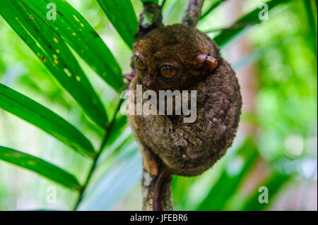 Philippinen-Koboldmaki (Carlito Syrichta), kleinste Affe der Welt, Bohol, Philippinen Stockfoto