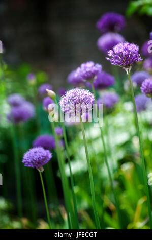 Allium Hollandicum blüht im Garten Grenze Stockfoto