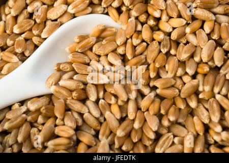 Eine Tasse rote Weizen Beeren mit Löffel Stockfoto