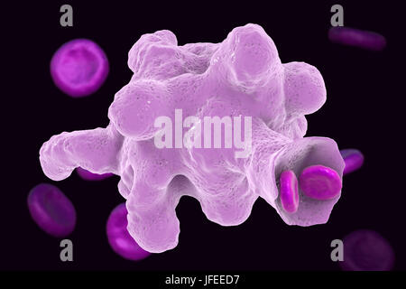 Parasitäre Amöbe (Entamoeba Histolytica) engulfing Erythrozyten, Computer Bild. Diese einzelligen Organismus verursacht Amöbenruhr und Geschwüre (vegetative Trophozoite Stadium). Es breitet sich durch fäkale Kontamination von Lebensmitteln und Wasser und ist am häufigsten, wo Hygiene schlecht ist. Amöben können dringen in den Darm aber auf die Leber, Lunge und anderen Geweben. Infektion verursacht durch die Einnahme von Zysten, die in der pathogenen Trophozoite Amöbe hier gesehen zu entwickeln. Entamoeba Histolytica tritt weltweit, mit bis zu 50 % der Bevölkerung, vor allem in den wärmeren Klimata infiziert. Stockfoto