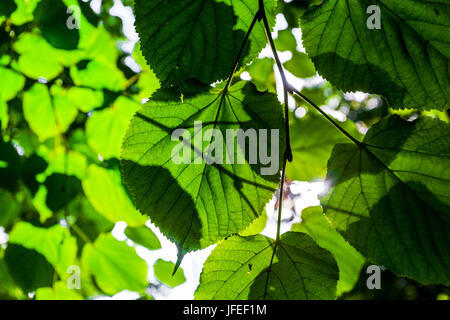 Tilia cordata, kleinblättrige Linde Blätter grüne Blätter Sonnenlicht Stockfoto