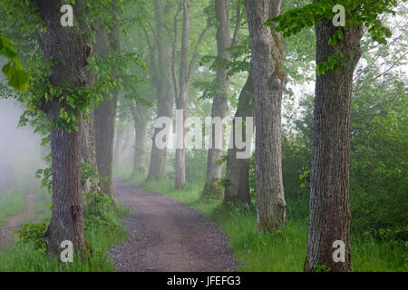 Lindenallee in der Burg Hohenried, Bernried am Starnberger See, Oberbayern, Bayern, Deutschland Stockfoto