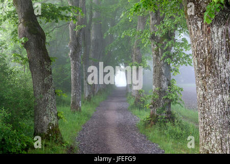 Lindenallee in der Burg Hohenried, Bernried am Starnberger See, Oberbayern, Bayern, Deutschland Stockfoto