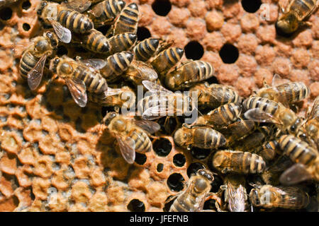 Bienen auf einer Honigwabe angeordnet im Bienenstock Stockfoto