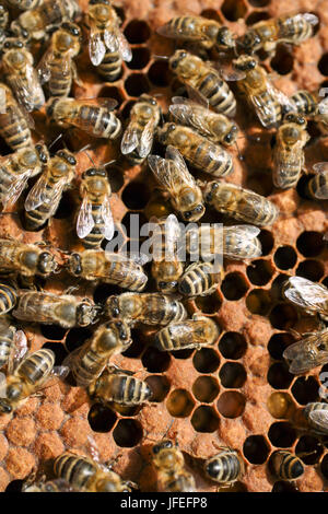 Bienen auf einer Honigwabe angeordnet im Bienenstock Stockfoto