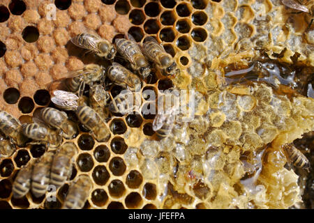 Bienen auf einer Honigwabe angeordnet im Bienenstock Stockfoto