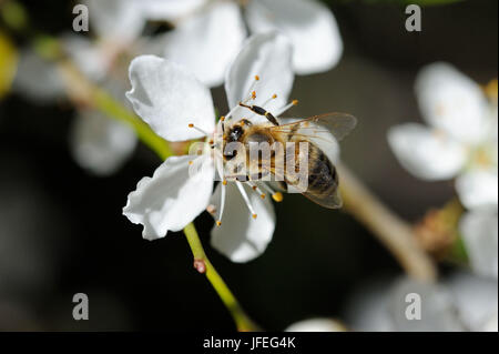 Baumblüten Mit Biene Stockfoto