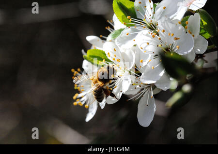 Baumblüten Mit Biene Stockfoto