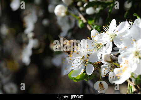 Baumblüten Mit Biene Stockfoto