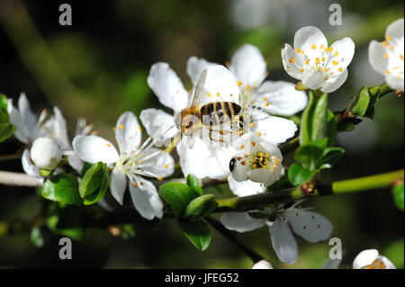 Baumblüten Mit Biene Stockfoto