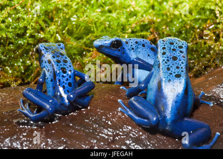 Frosch, Dendrobates Tinctorius Azureus, Surinam Stockfoto