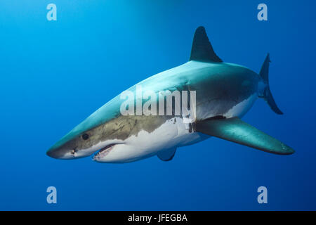 Der weiße Hai, Carcharodon Carcharias, Insel Guadalupe, Mexiko Stockfoto