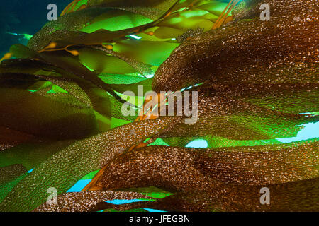 Kelpwald, riesige Kelp, Macrocystis Pyrifera, Insel San Benito, Mexiko Stockfoto