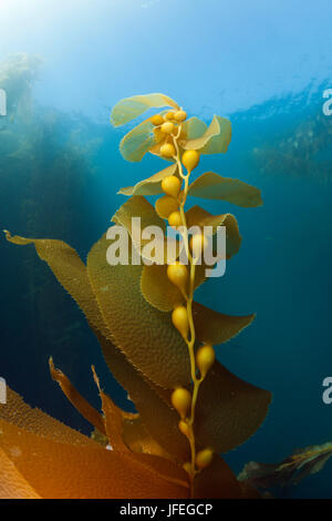 Kelpwald, riesige Kelp, Macrocystis Pyrifera, Insel San Benito, Mexiko Stockfoto