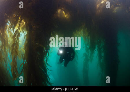 Tauchen im Kelpwald, Macrocystis Pyrifera, Insel San Benito, Mexiko Stockfoto