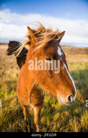 Isländische Pferd (Equus ferus Caballus), Island Stockfoto
