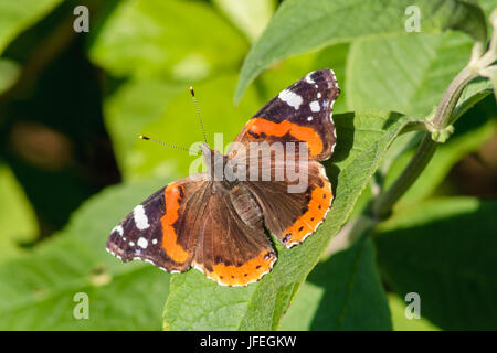 Red Admiral Schmetterling Aalen in der Sonne auf einem Blatt Stockfoto