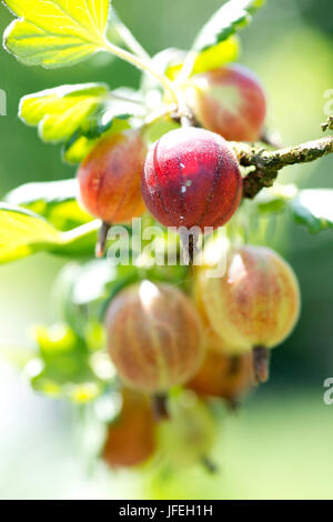 Stachelbeeren, Stockfoto