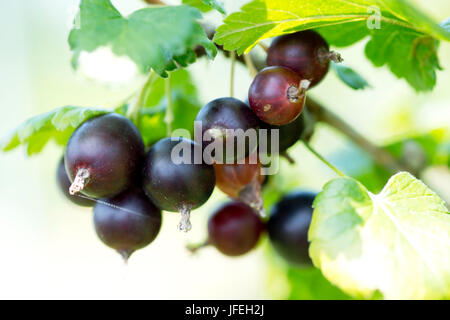 Schwarze Johannisbeeren Stockfoto