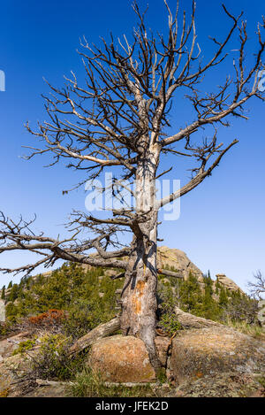 Nahaufnahme eines riesigen toten Baum auf Felsen, Höhenlage im Bergwald, blauem Himmel und grünen Wald Hintergrund. Durch insekt Parasiten zerstört, Rinde Stockfoto