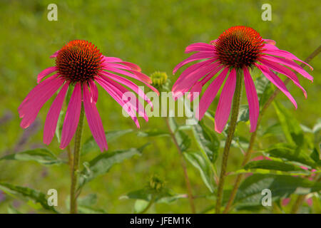 Rote solar Hut, Echinacea angustifolia Stockfoto