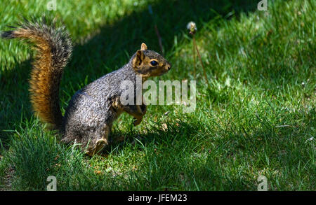 Ein Eichhörnchen sitzt auf den Hinterbeinen, Pfoten, Vorbereitung zu springen. grünem Gras Hintergrund Stockfoto
