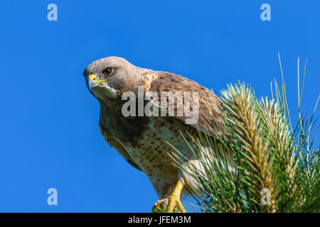 Nahaufnahme einer Jagd swainson Hawk auf eine Pine Tree Branch. Wyoming prairie Wildlife usa Stockfoto