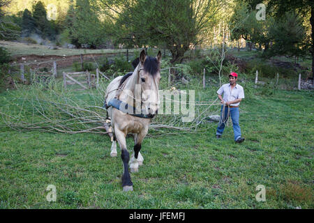 Chile, Araucania, Alto Bio Bio, Mapuche, Mensch, Pferd, Transport von Brennholz, Stockfoto