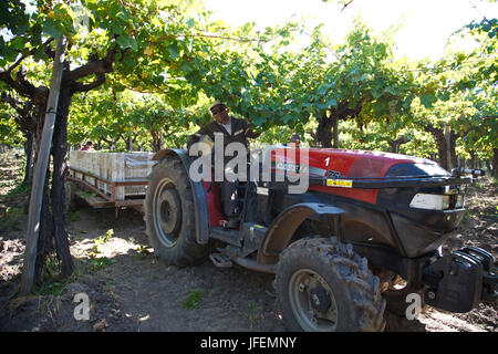 Chile, Valle de Curico, Fair Trade, Wein, Weinlese, Traktor, Stockfoto