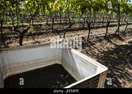 Chile, Valle de Curico, Fair Trade, Wein, Natur-Dünger Stockfoto