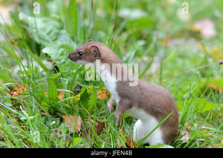 Hermelin, Wiesel Riesenmaus Stockfoto