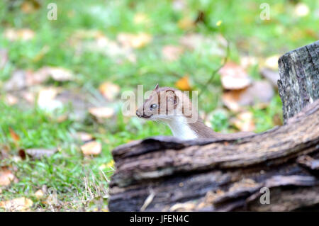 Hermelin, Wiesel Riesenmaus Stockfoto