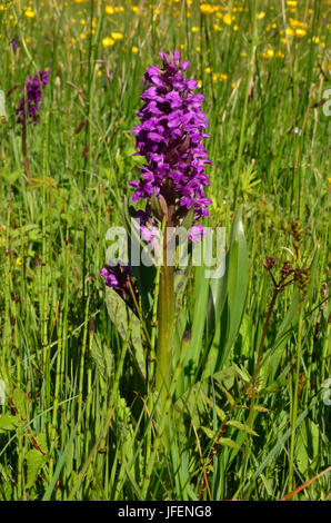 Botanik, weiten grünen Orchis, Dactylorhiza Majalis, Stockfoto