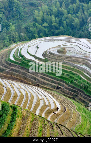 China, Provinz Guangxi Reisterrassen bei Longji um Longsheng Stockfoto