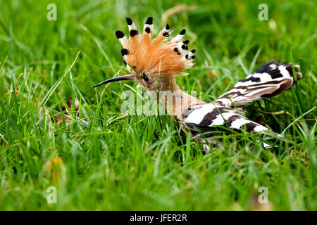 Wiedehopf, Upupa Epops, Erwachsene mit erhaben Crest, Normandie Stockfoto