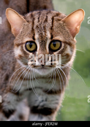 Rusty-Spotted Cat, Prionailurus Rubiginosus, Porträt von Erwachsenen Stockfoto