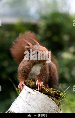 Eichhörnchen, Sciurus Vulgaris, stehend auf stumpf, Normandie Stockfoto