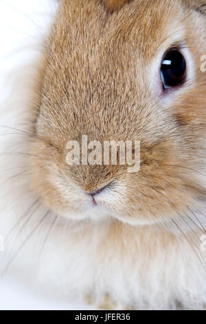 Roter Zwerg Kaninchen, Nahaufnahme von Nase Stockfoto