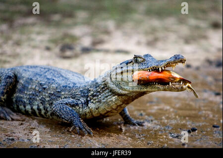 Brillentragende Brillenkaiman, Caiman Crocodilus, Erwachsenen essen Fisch, Los Lianos in Venezuela Stockfoto