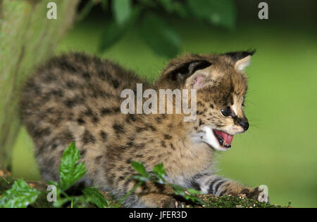 Serval, Leptailurus Serval, Cub Stockfoto