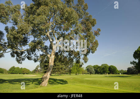 Blick auf die 2. Abschlag von JH Taylor Course Golfclub Royal Mid Surrey Richmond Surrey England Stockfoto