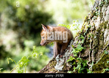 Rotfuchs Vulpes Vulpes Cub stehen an Den Eingang, Normandie Stockfoto