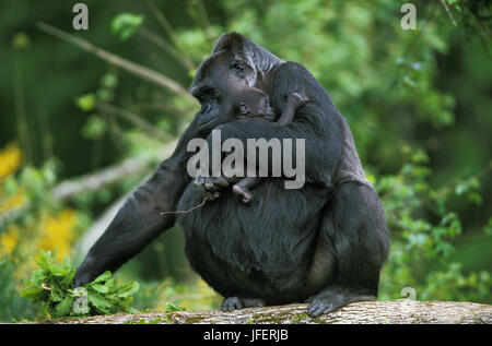 Östliche Flachlandgorilla, Gorilla Gorilla Graueri, Mutter und jung Stockfoto