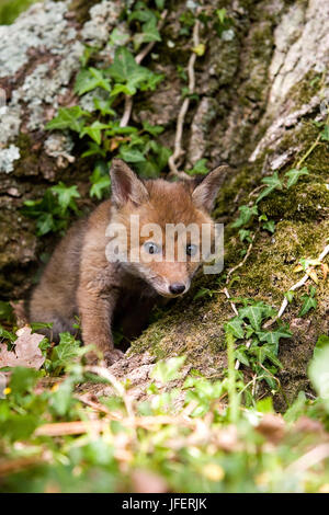 Rotfuchs Vulpes Vulpes Cub stehen an Den Eingang, Normandie Stockfoto